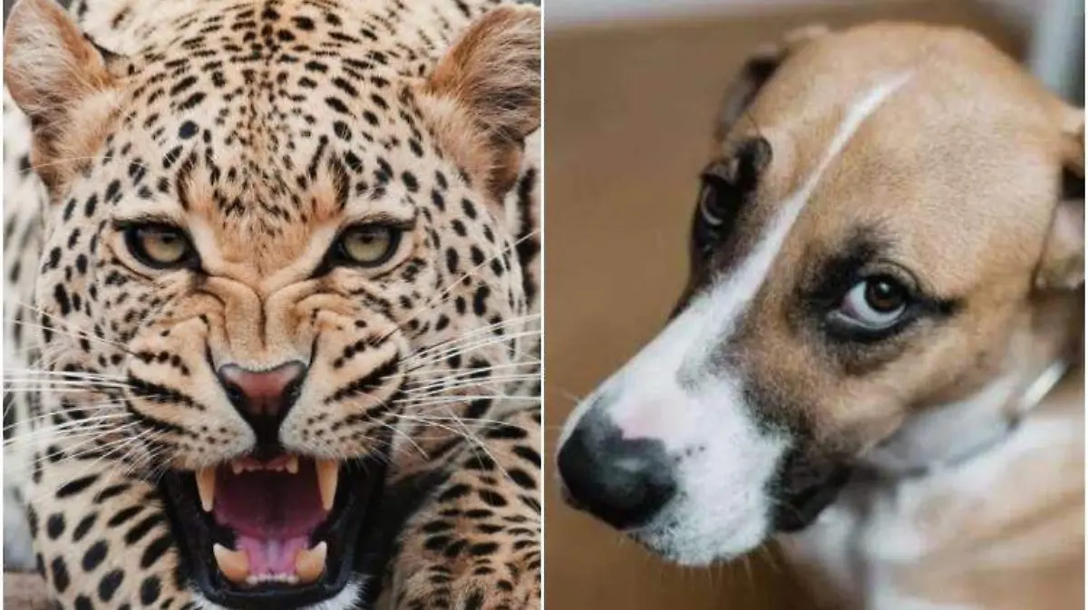 Perros alimentos para jaguares y leopardos